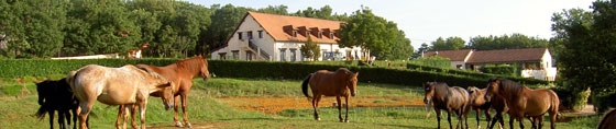 Les-Garennes-chevaux