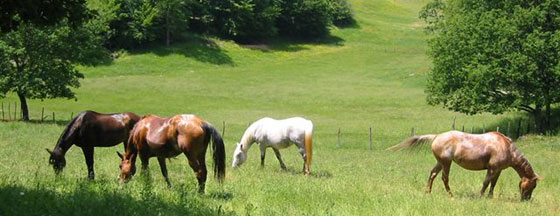 horses